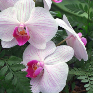hawaii_orchid_1.jpg